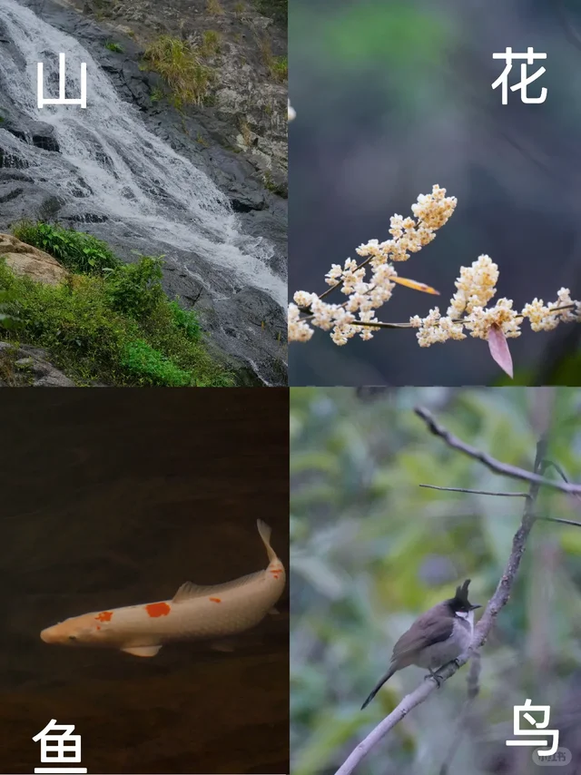 正月十五踏青：马峦山的红耳鹎、瀑布、锦鲤 - 小红书
