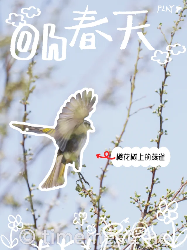 樱花树上的燕雀 - 小红书