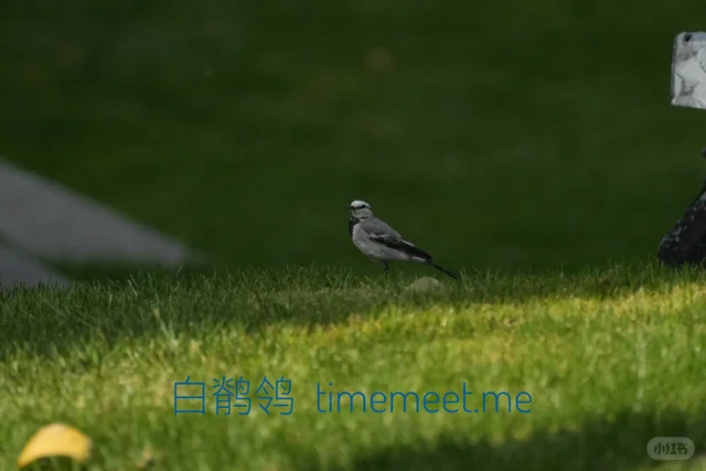 白鹡鸰与其新疆亚种对比 - 身边的鸟(3) - 小红书